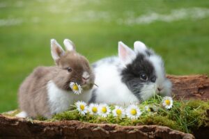 deux lapins avec des fleurs